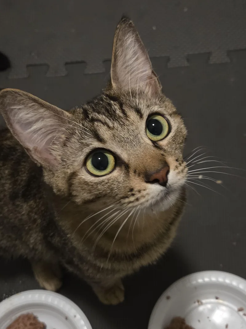 A young medium-sized female Domestic Short Hair cat named Delia for adoption in Los Angeles, CA