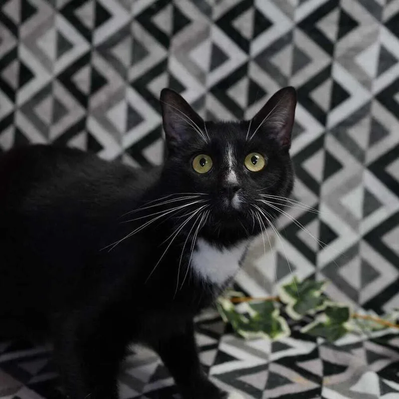 Elliot