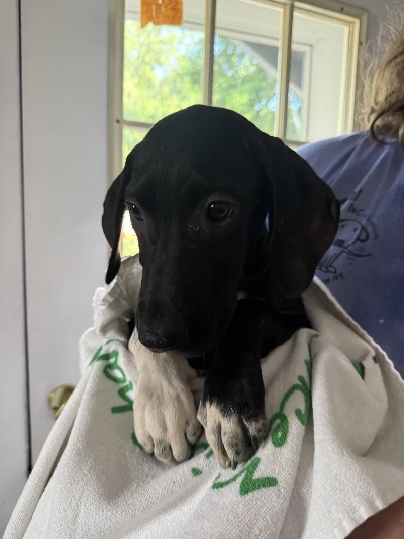 A young medium-sized male Labrador Retriever dog named Kayce months AVA for adoption in Sterling, MA