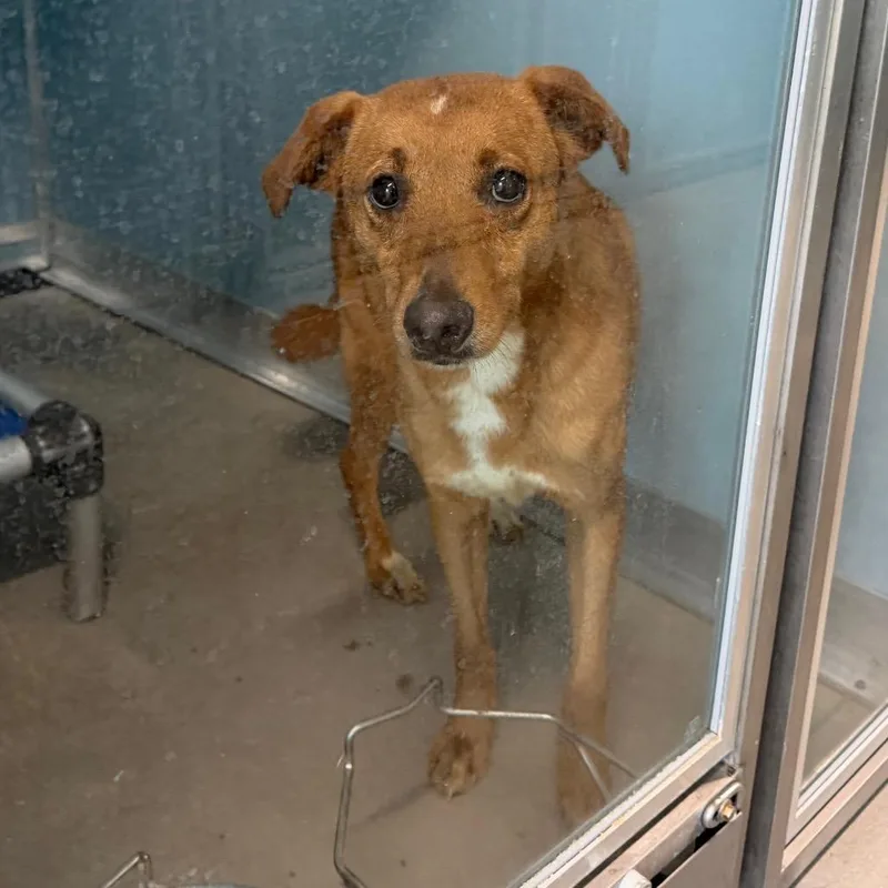 An adult small-sized female Terrier dog named Nala for adoption in Tampa, FL