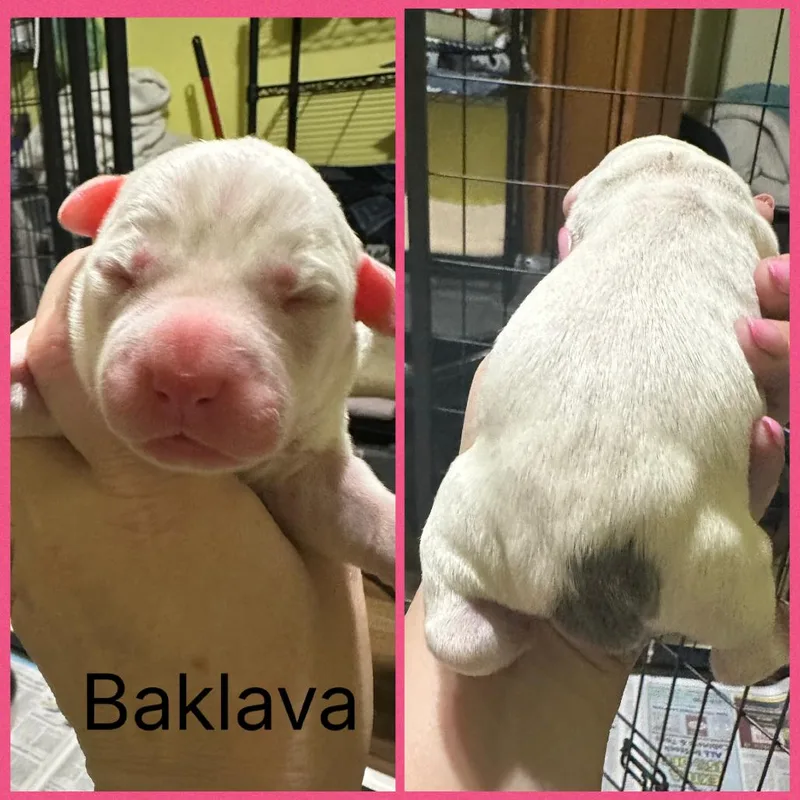 A baby medium-sized female White / Cream Mixed Breed dog named Baklava for adoption in DeKalb, IL