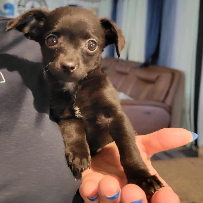 A baby small-sized female Black Poodle dog named Trixie for adoption in Loves Park, IL