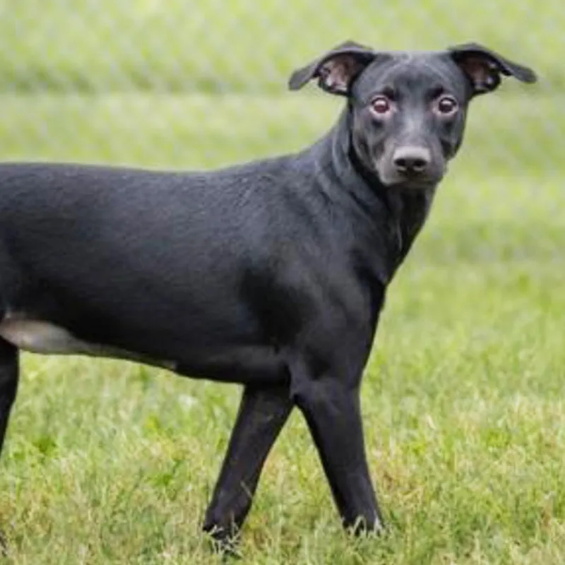 A baby medium-sized female Black Hound dog named Ivy for adoption in Albany, NY