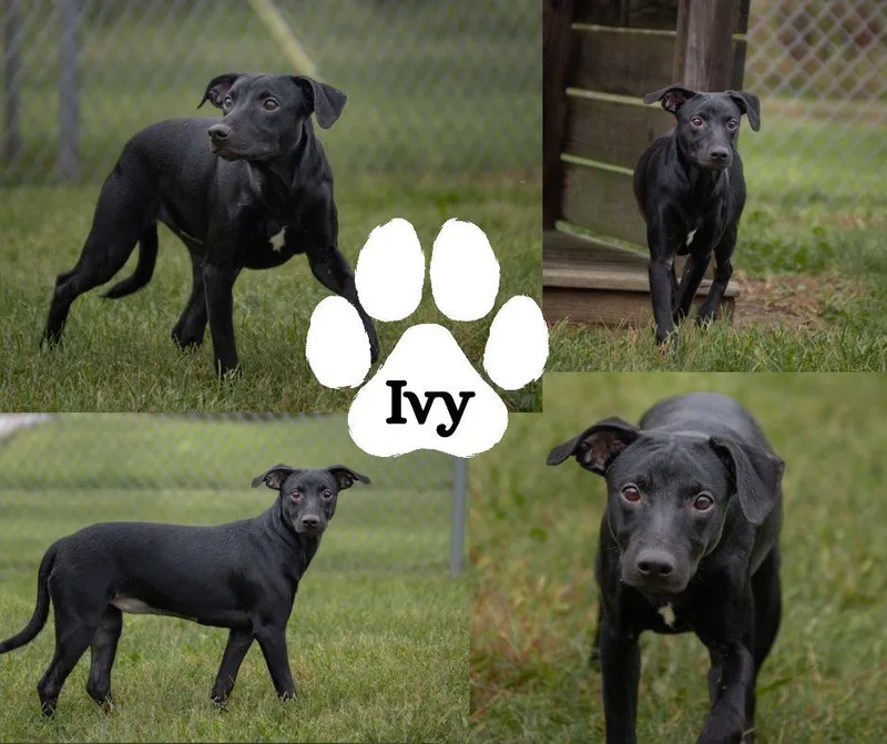 Ivy thumbnail 2
