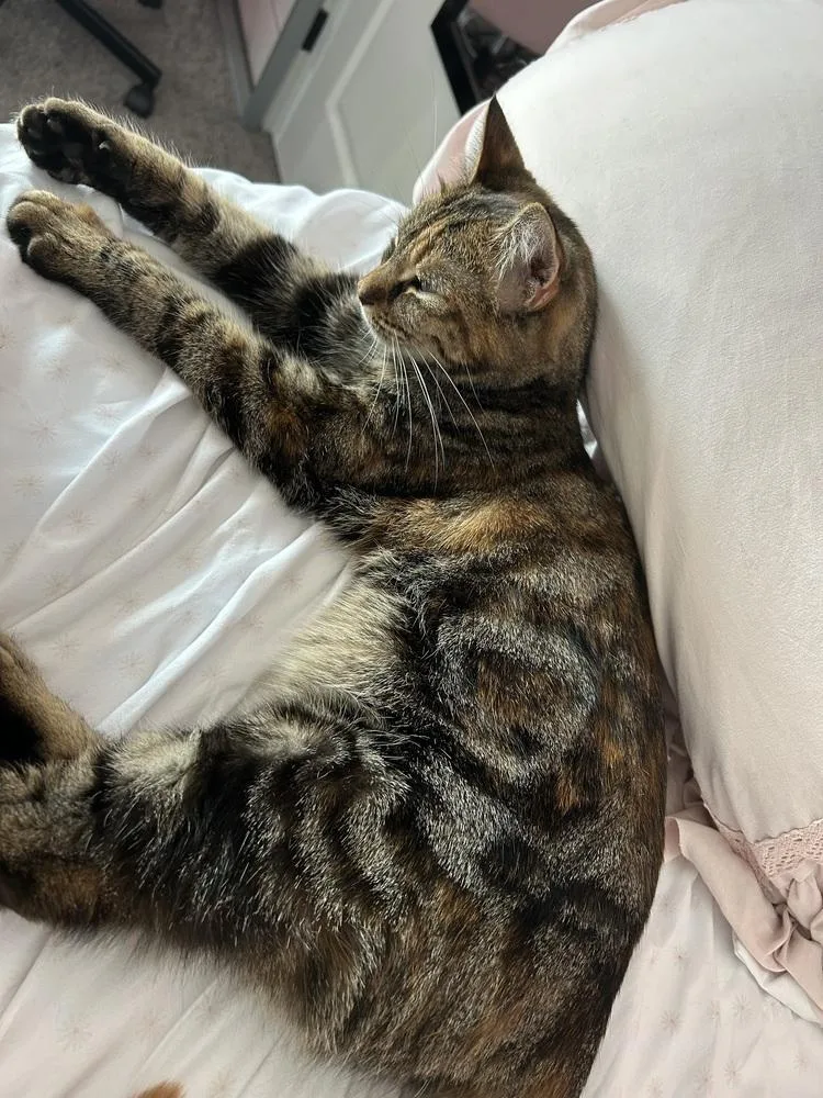 An adult large-sized female Domestic Short Hair cat named Beans for adoption in Lansing, MI