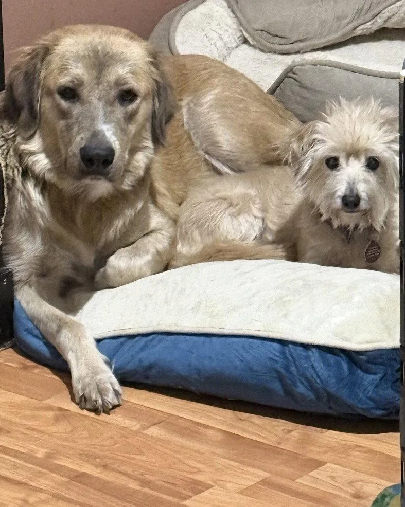 An adult large-sized female Golden Retriever dog named Emily for adoption in Nashville, TN