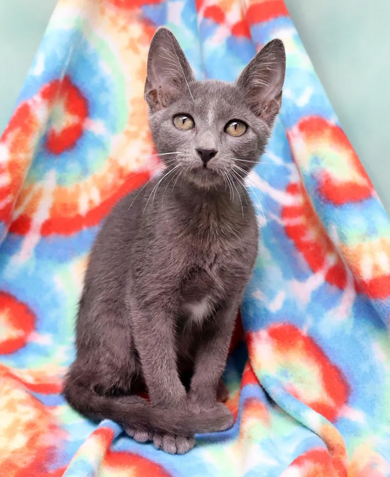 A baby medium-sized male Gray / Blue / Silver Domestic Short Hair cat named Kingsford for adoption in Tierra Verde, FL