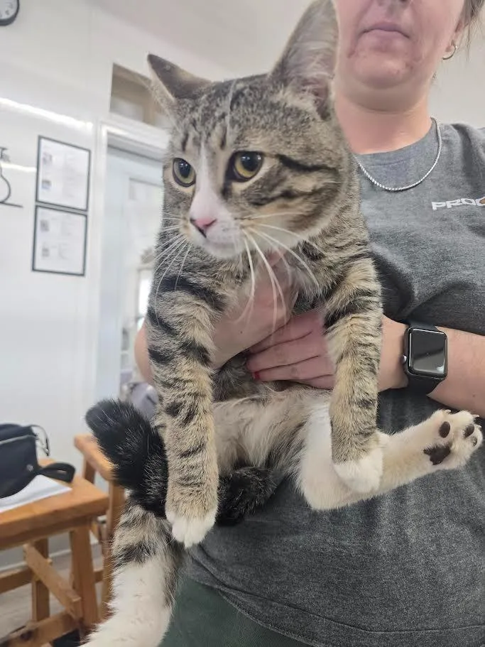 A young large-sized male Domestic Short Hair cat named Tarzan for adoption in Glenfield, NY