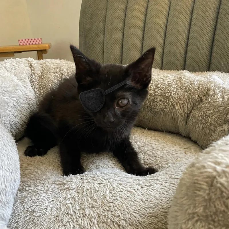 A baby small-sized male Black Domestic Short Hair cat named Lisbon for adoption in Durham, NC