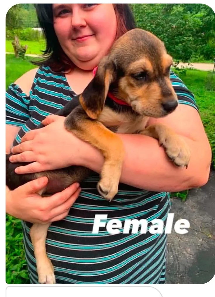 Beagle mix pups cs