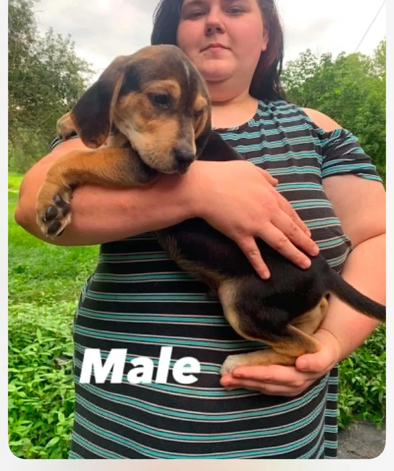 Beagle mix pups cs thumbnail 2