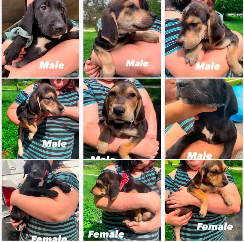 Beagle mix pups cs thumbnail 3