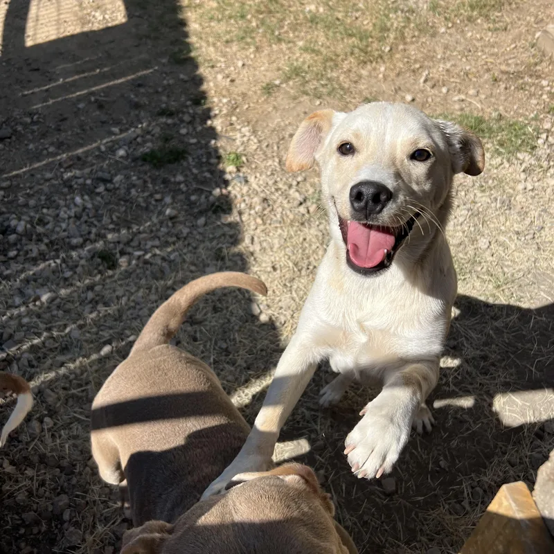 A young medium-sized male Apricot / Beige Labrador Retriever dog named Drover for adoption in San Antonio, TX