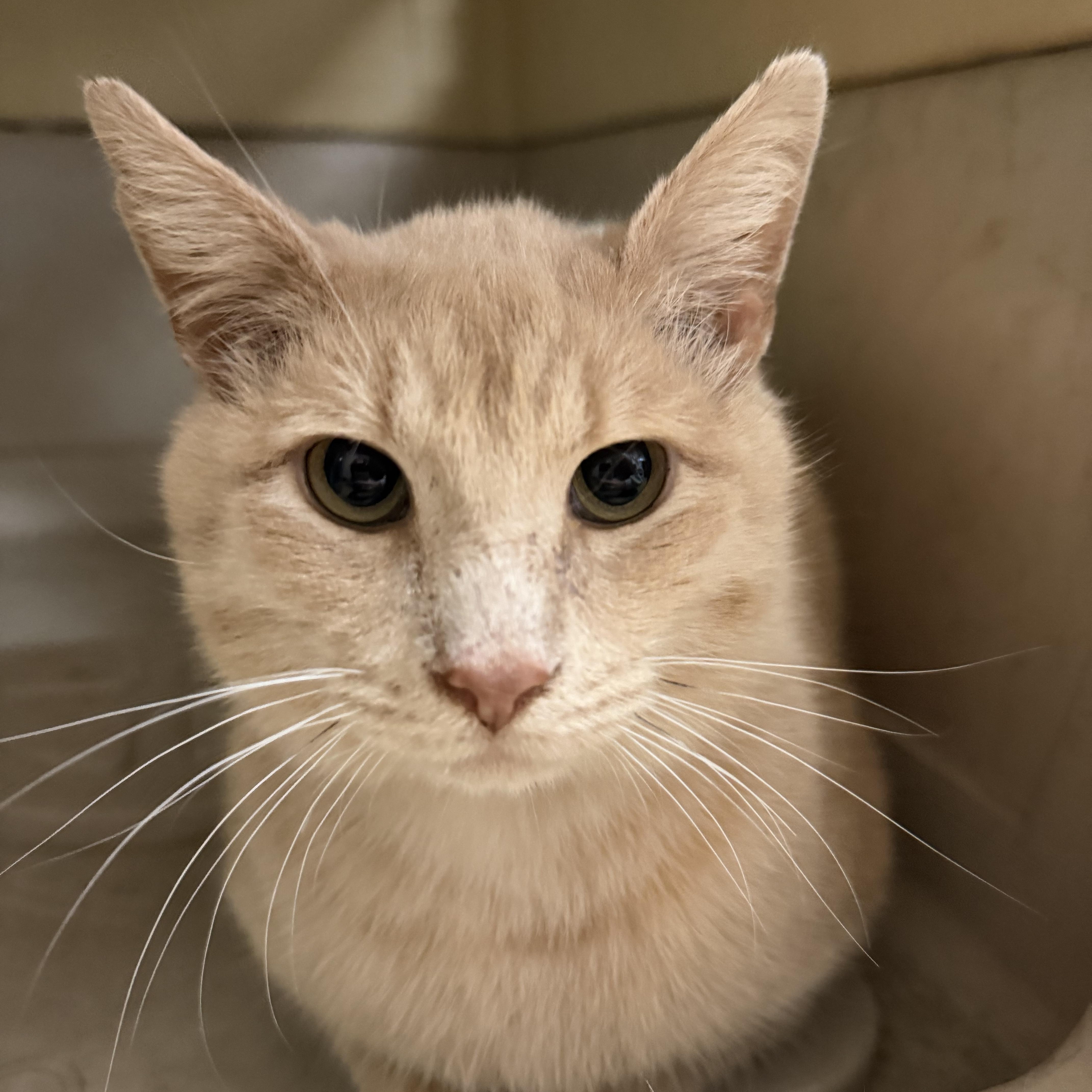 Ron Weasley thumbnail 2