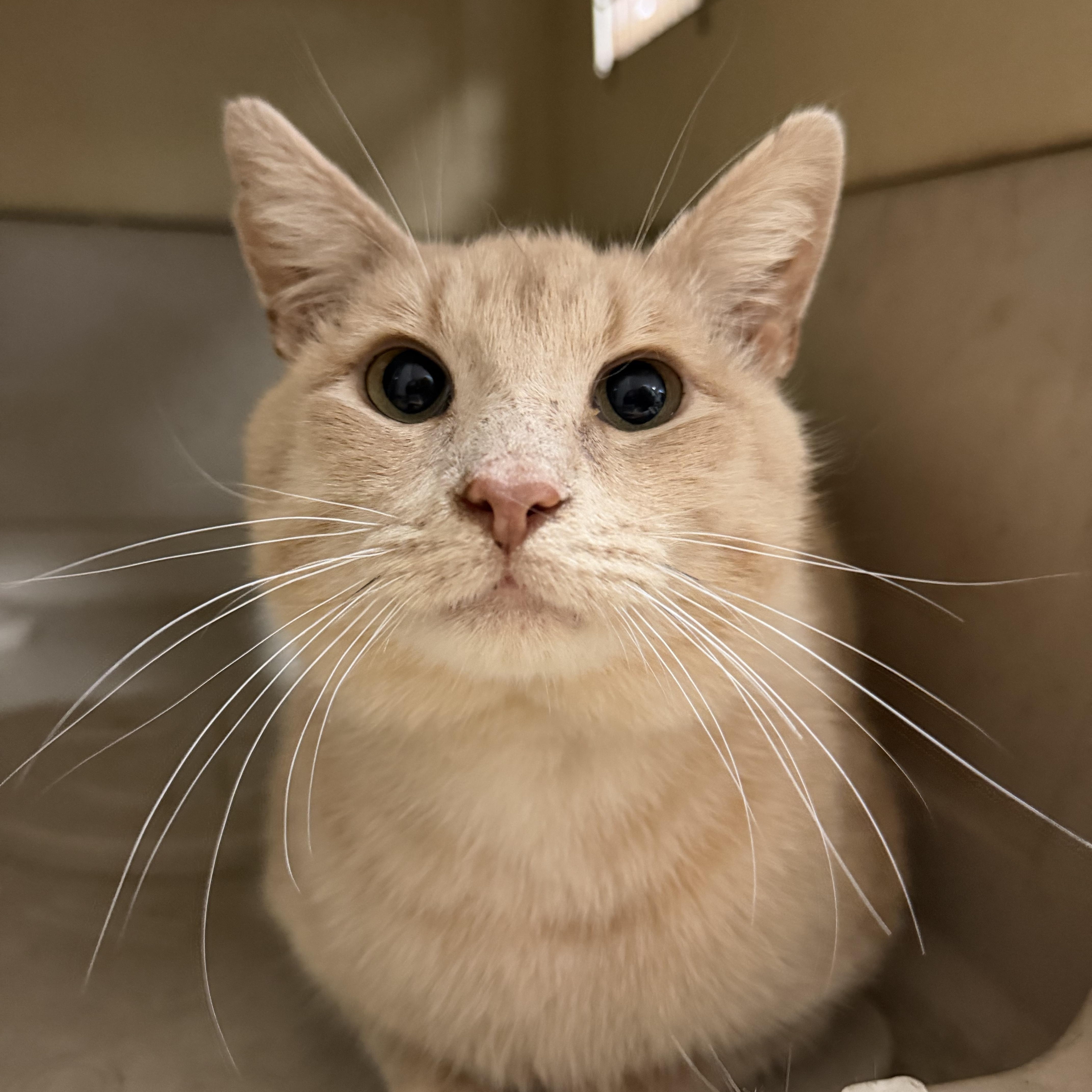 A young medium-sized male Orange & White Tabby cat named Ron Weasley for adoption in Columbia, SC