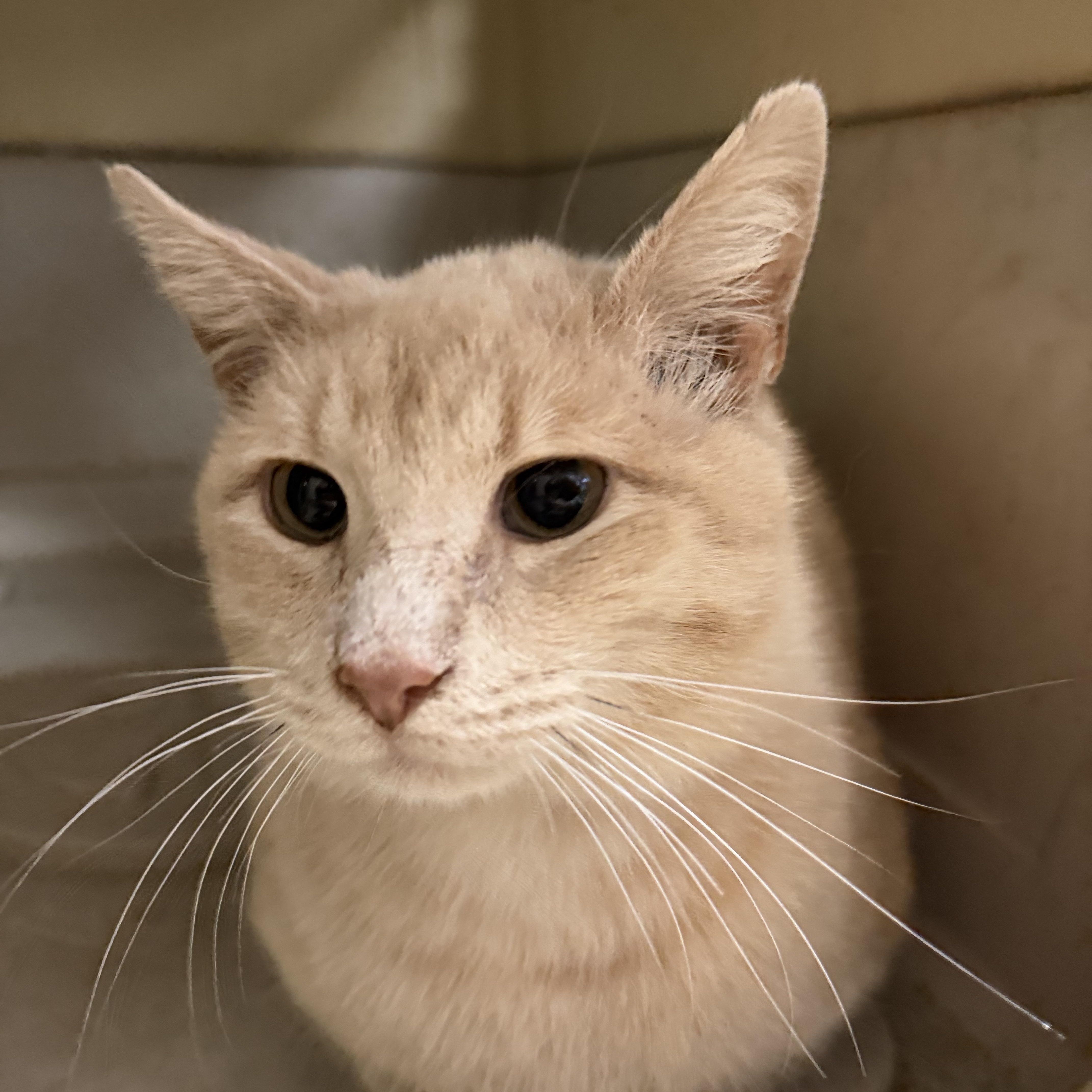 Ron Weasley thumbnail 3