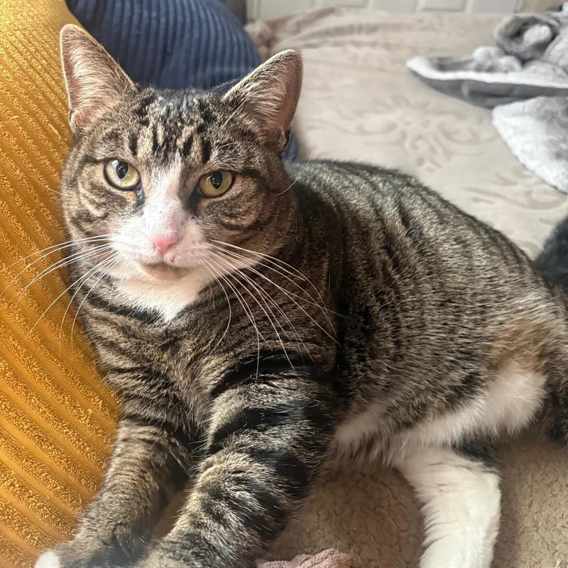 Tiger Lilly thumbnail 2