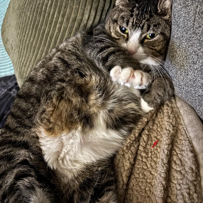 Tiger Lilly thumbnail 3