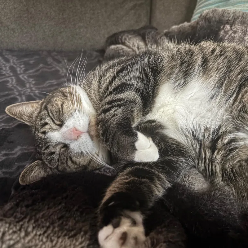 Tiger Lilly thumbnail 4