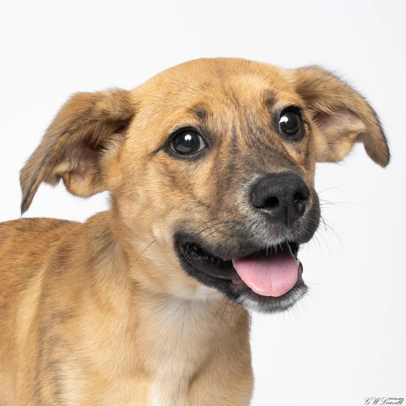 A baby medium-sized female Brindle Mixed Breed dog named Hera for adoption in BONIFAY, FL