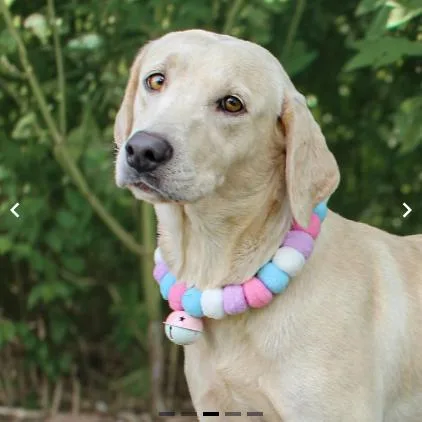 An adult small-sized female Mixed Breed dog named Willow for adoption in Springboro, OH