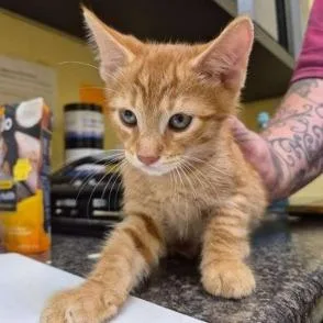 A baby small-sized male Orange / Red Domestic Short Hair cat named Korbon for adoption in New York, NY
