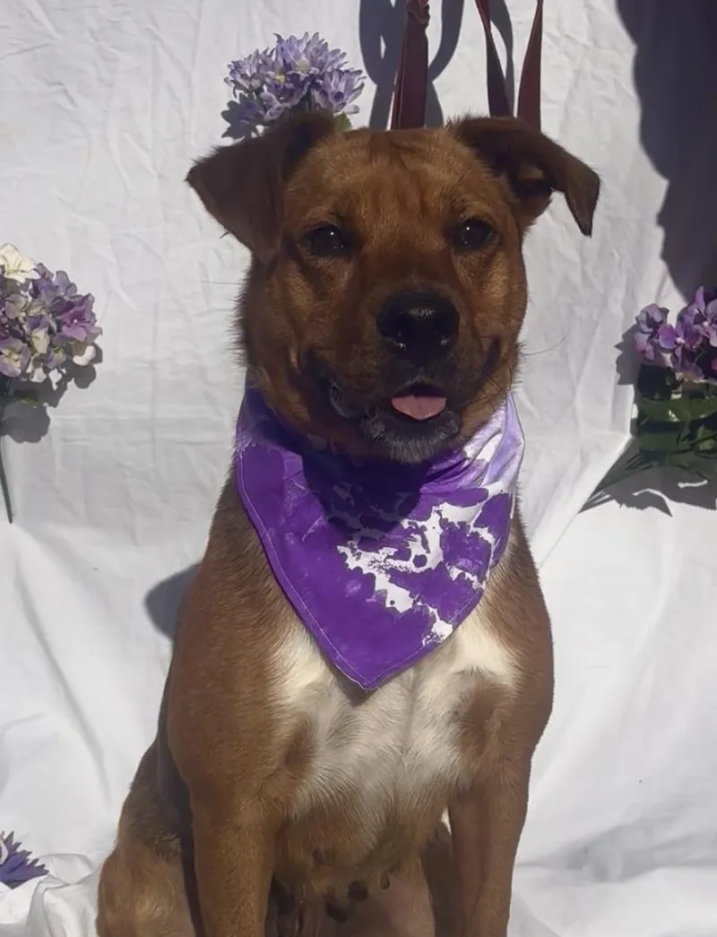 An adult medium-sized female Brown / Chocolate Rhodesian Ridgeback dog named Cleo for adoption in Payson, AZ