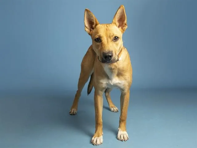 A young small-sized female German Shepherd Dog dog named Lexi for adoption in Phoenix, AZ