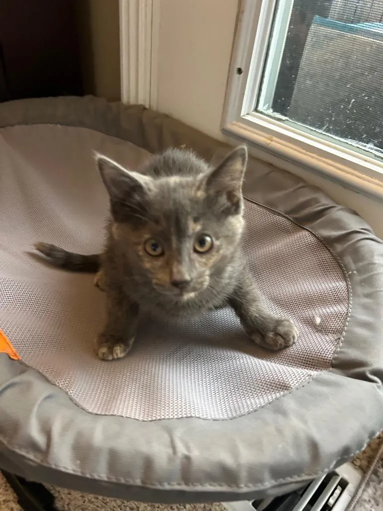A baby small-sized female Domestic Medium Hair cat named Padme for adoption in Ogden, UT