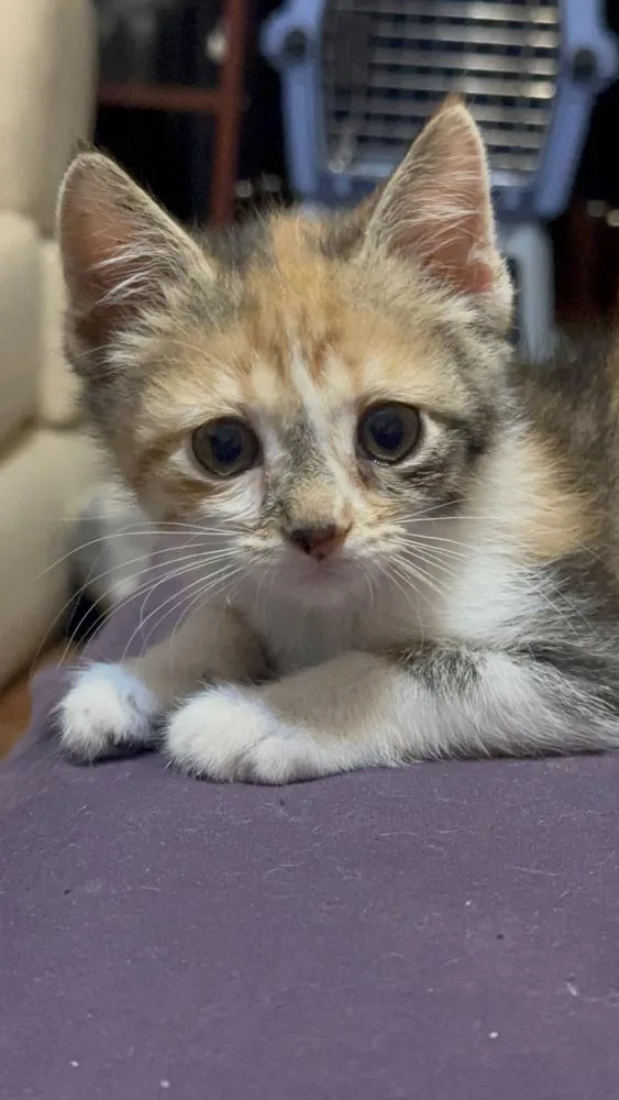 A baby small-sized female Domestic Short Hair cat named Ronda Rousey for adoption in Mishawaka, IN