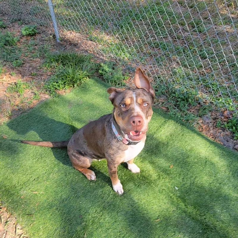 An adult medium-sized female Brindle Mixed Breed dog named Sassette for adoption in Lake Panasoffkee, FL