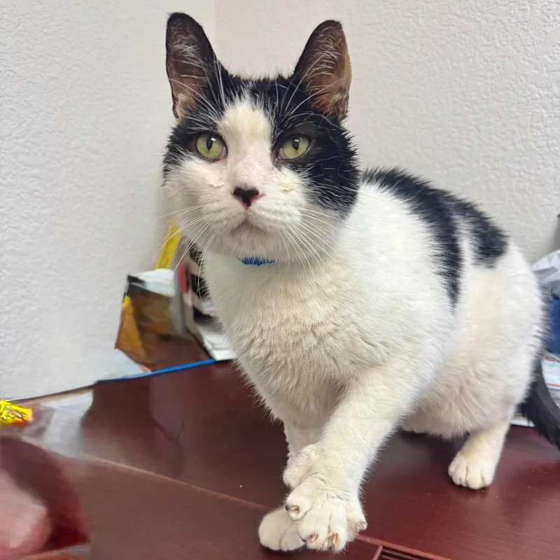 A senior large-sized male Black Domestic Short Hair cat named Seven for adoption in Lakeland, FL