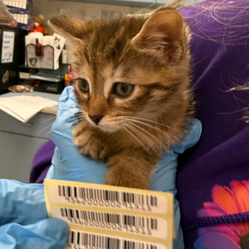 A baby small-sized female Calico Domestic Medium Hair cat named Westie for adoption in Charleston, WV