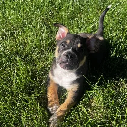 A baby small-sized male Mixed Breed dog named Snoopy for adoption in Janesville, WI