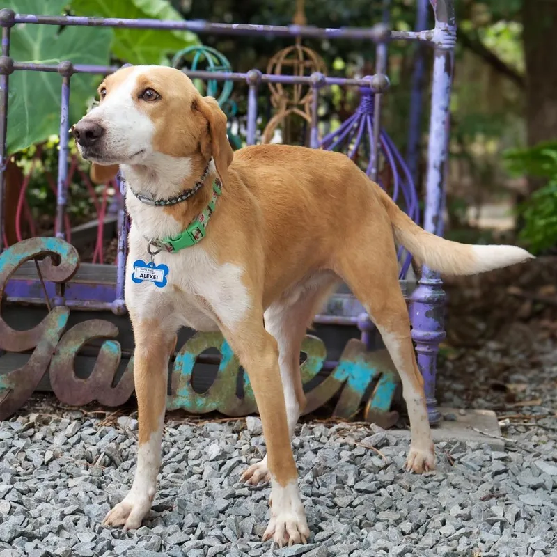 An adult medium-sized male Brown / Chocolate Hound dog named Alexei for adoption in Wake Forest, NC