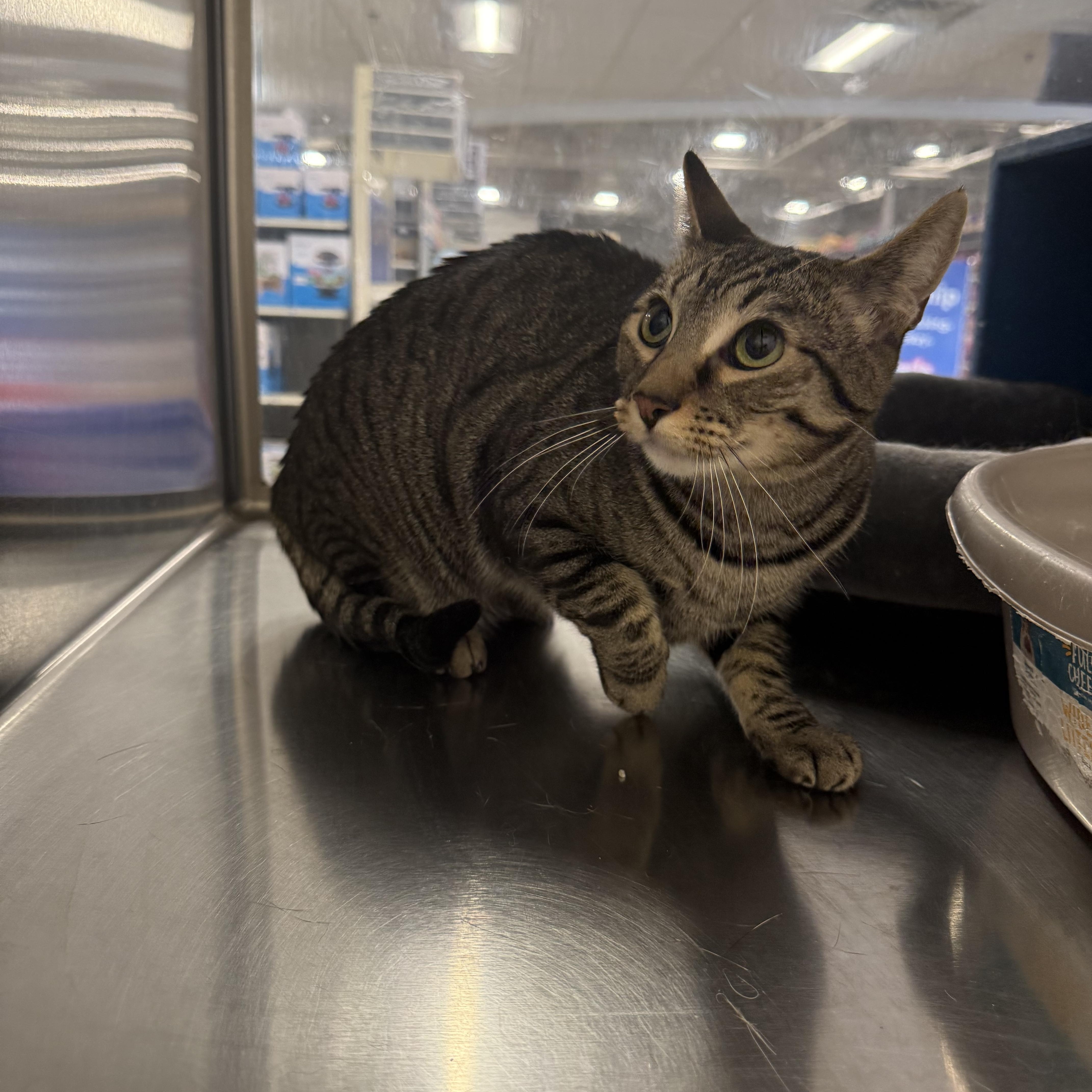 An adult large-sized female Tabby (Brown / Chocolate) Domestic Short Hair cat named Tiny Tiger for adoption in Fresno, CA