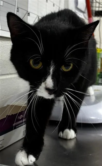 A young medium-sized female Domestic Short Hair cat named Lala for adoption in Upper Marlboro, MD