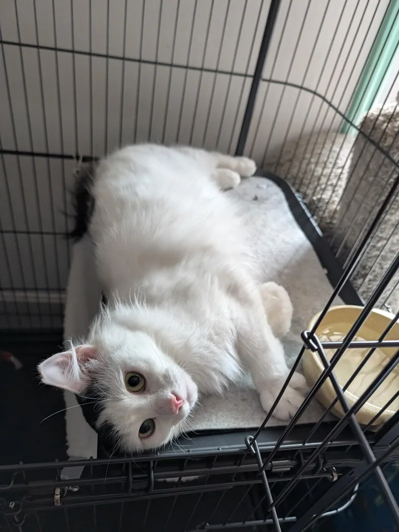 An adult medium-sized male Black & White / Tuxedo Domestic Short Hair cat named Albi for adoption in Johnson City, TN