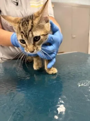 A baby small-sized female Domestic Short Hair cat named Pink Band for adoption in Gastonia, NC