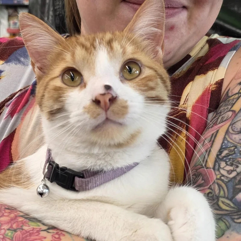 A young medium-sized male Orange & White Domestic Short Hair cat named Sampson for adoption in Sauk City, WI