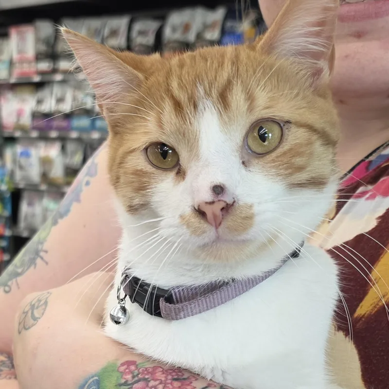 Sampson thumbnail 2