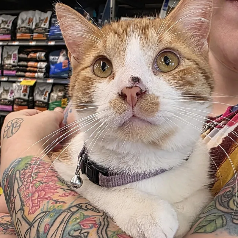 Sampson thumbnail 3
