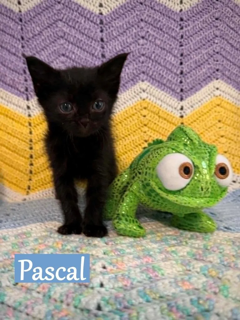 A baby medium-sized male Domestic Short Hair cat named Pascal for adoption in Hoover , AL