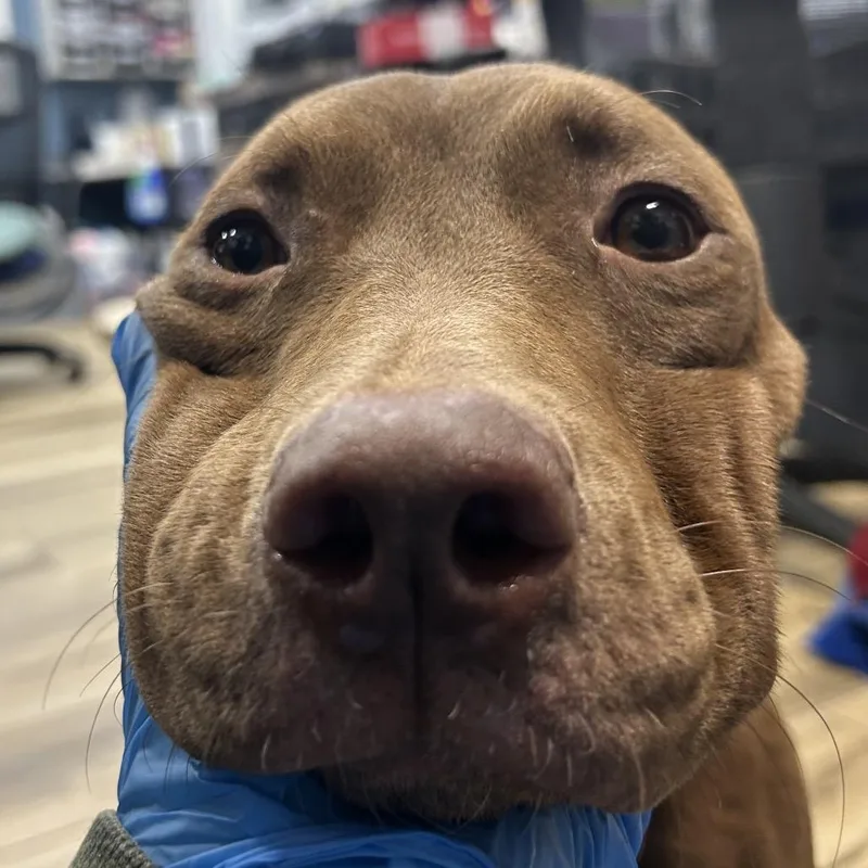 A young medium-sized female Brown / Chocolate Pit Bull Terrier dog named Tiara for adoption in Newark, NJ