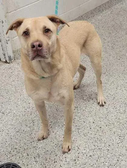 An adult large-sized male Yellow / Tan / Blond / Fawn Mixed Breed dog named Waffles for adoption in Kansas City, MO