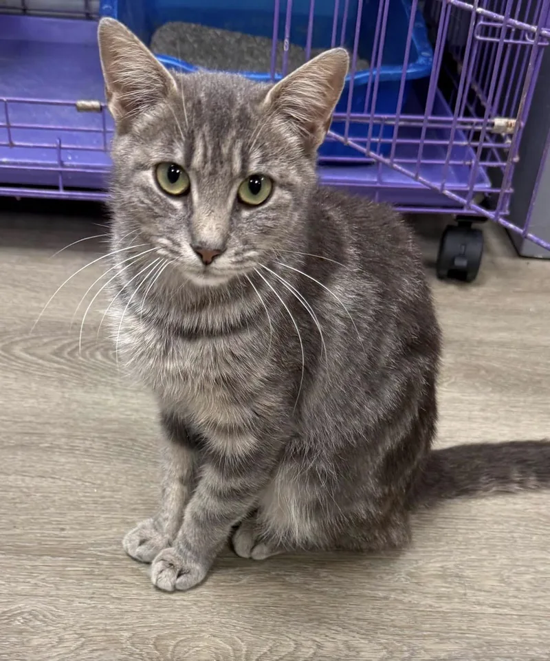 An adult medium-sized female Tabby (Gray / Blue / Silver) Domestic Short Hair cat named Octavia for adoption in Hamburg, NY