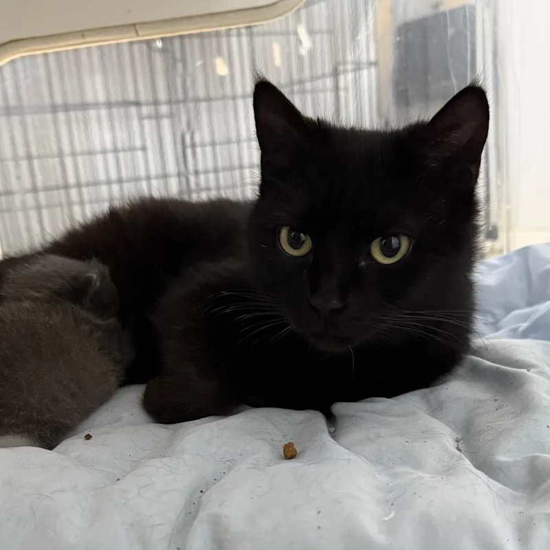 A young small-sized female Black Domestic Short Hair cat named Suburu for adoption in Stephenville, TX