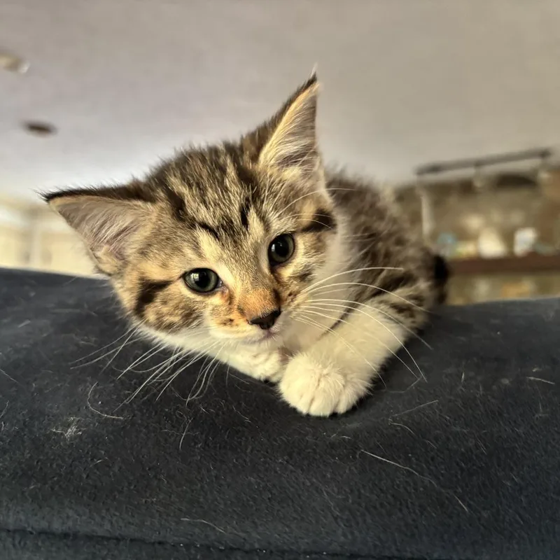 A baby small-sized female Domestic Short Hair cat named Alma for adoption in Cumming, GA