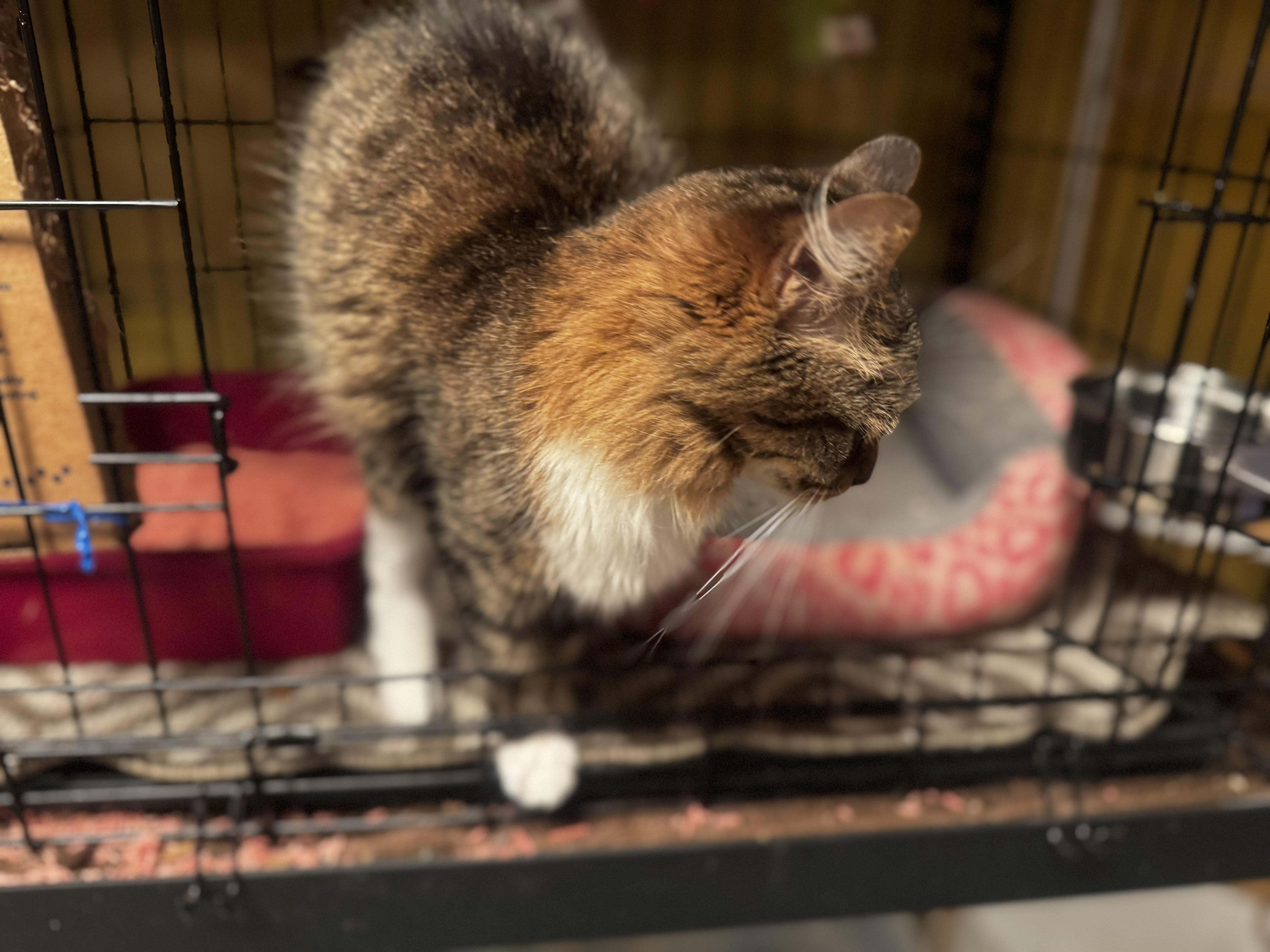 Cinnamon thumbnail 2