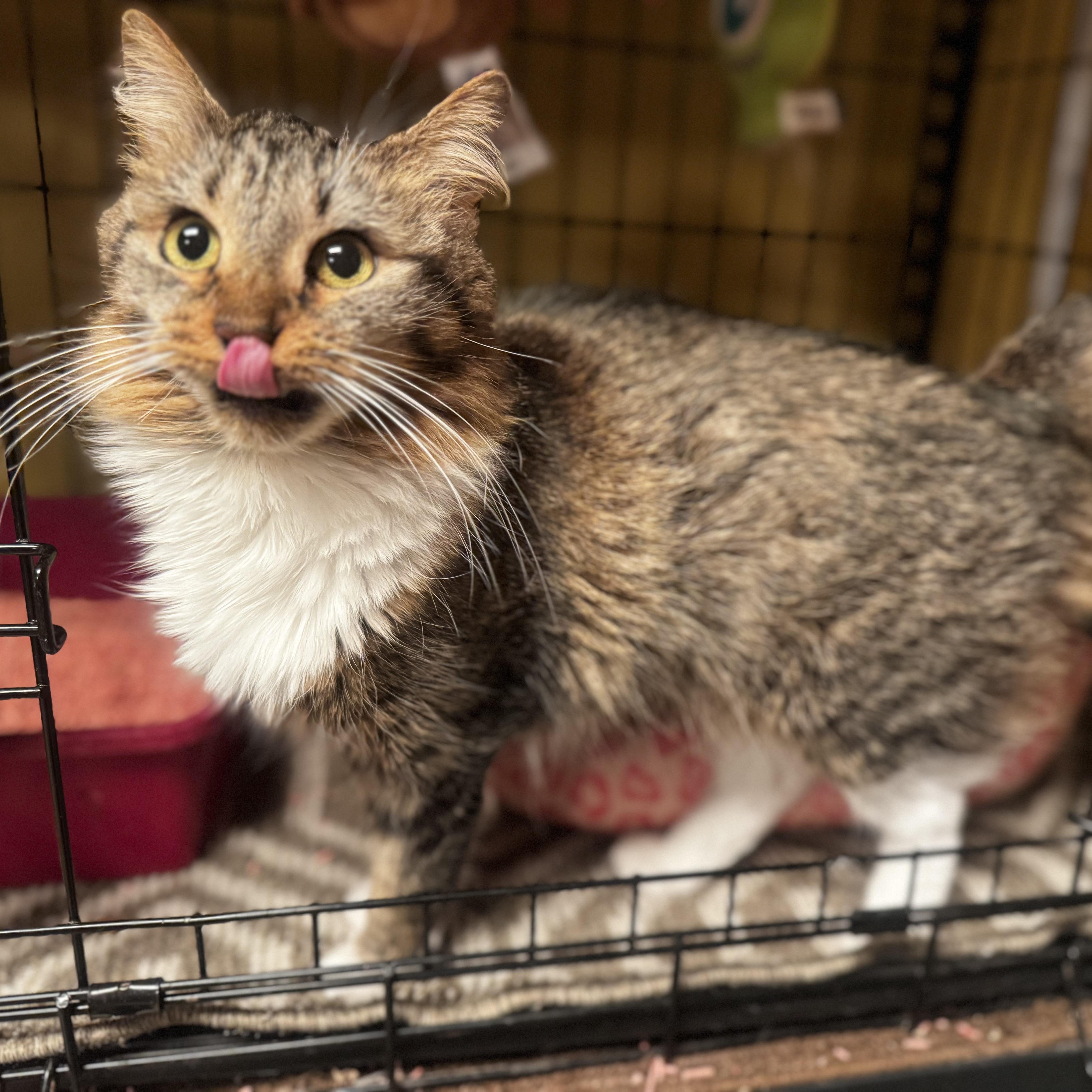 Cinnamon thumbnail 3